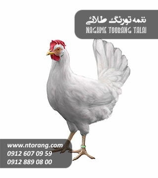 فروش پولت تخمگذار نیک چیک